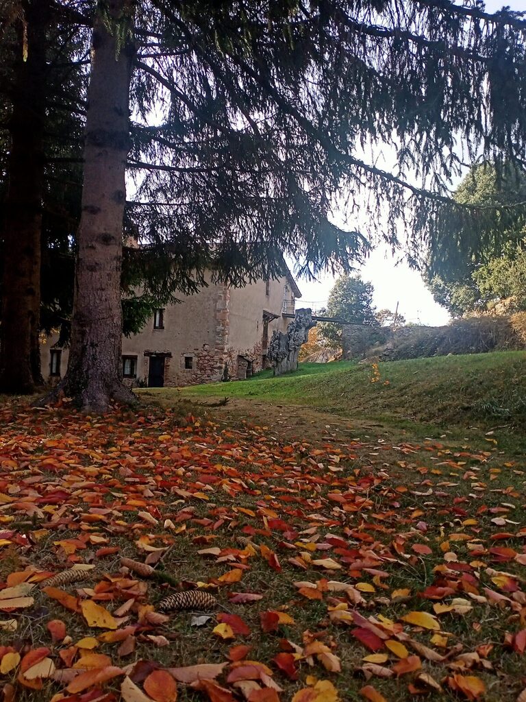 La masia vista entre els avets, amb el terra cobert de fulles de tardor