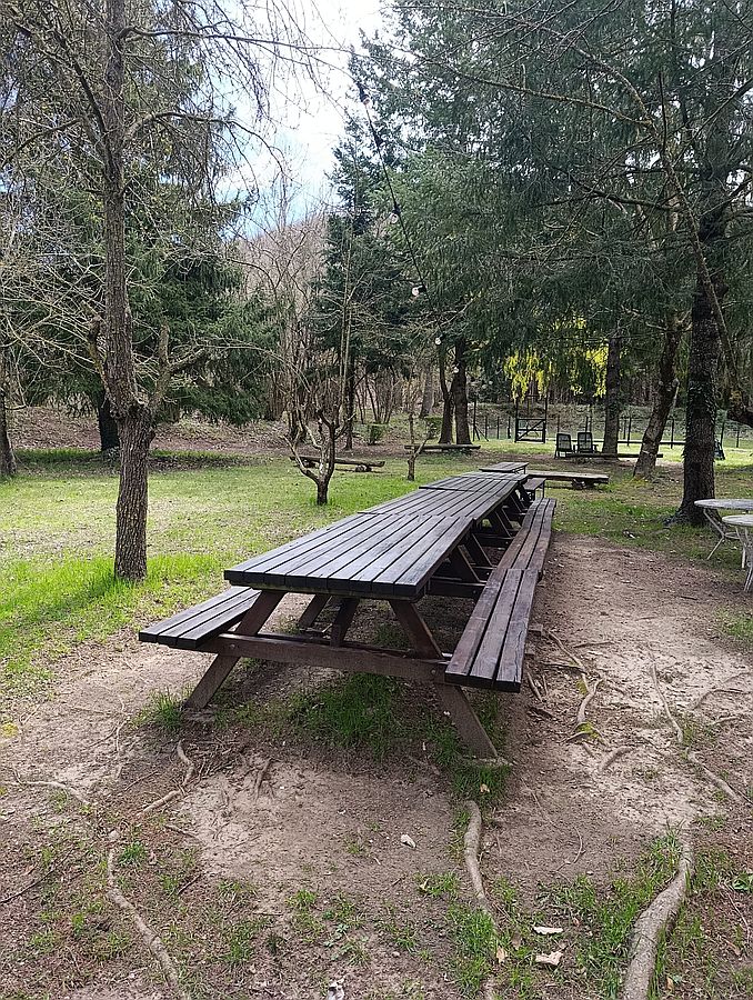 Taula de pícnic al bosc