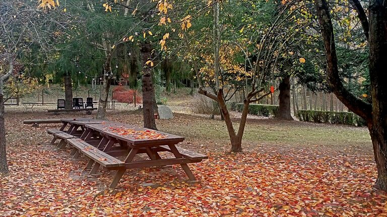 El jardí de Mas Vilarmau a la tardor, amb les taules de pícnic i una catifa de fulles ocres i daurades